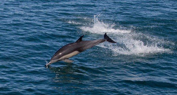 В акватории Чёрного моря погибли 68 дельфинов