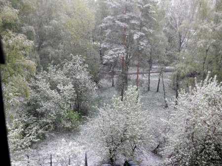 Погода 12 мая: В Москве из-за аномального снегопада образовался снежный покров