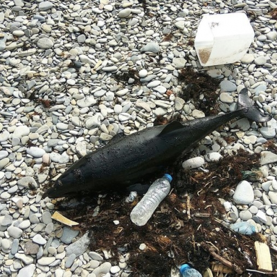 На пляже Новороссийска обнаружили очередного мертвого дельфина
