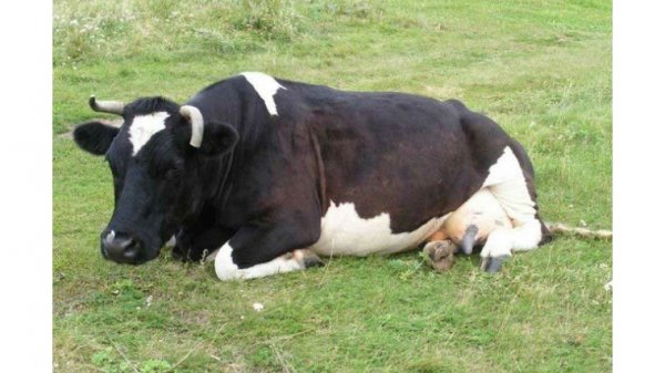 В Татарстане коров, словно мусор, выгрузили с самосвала на землю