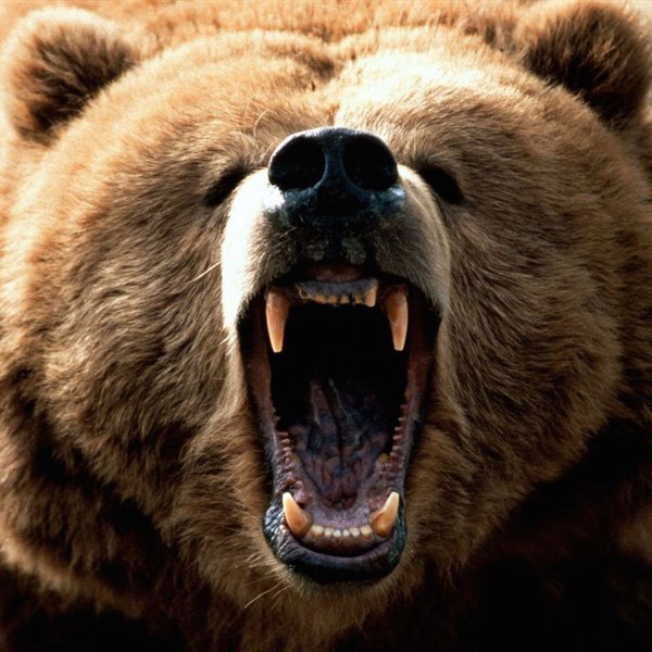 Жителей Магадана начали беспокоить голодные медведи