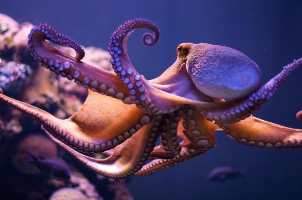 Сбежавшего из Приморского океанариума осьминога назвали Кренком