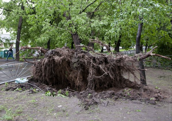 Последствия урагана в Москве будут полностью устранены через два дня