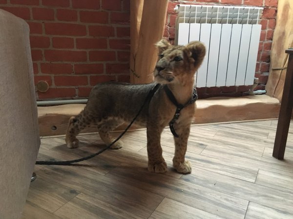 В московской кальянной полицейские обнаружили львенка