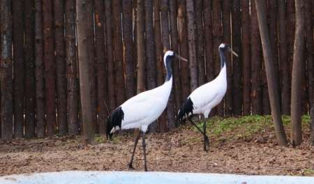 В зоопарке Большеречье Омской области двое мужчин убили краснокнижных птиц ради шашлыка