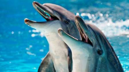 Дельфин с двумя головами: в Северном море рыбаки поймали необычное млекопитающее