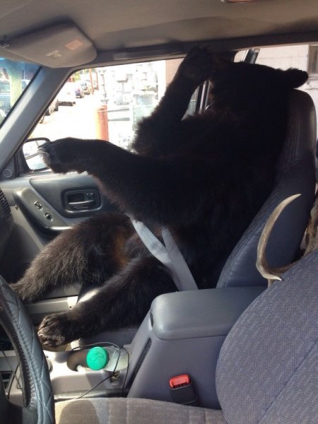 В Москве полицейские обнаружили медвежонка, запертого в машине