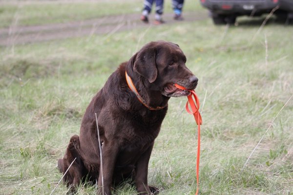 В Челябинской области похитили и убили собаку-спасателя