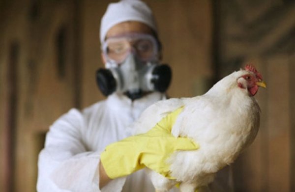 В гипермаркете Рязани выявили продукты с вирусом птичьего гриппа