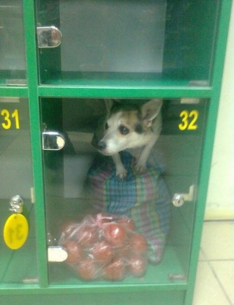 Жители Москвы обвиняют работников супермаркета в похищении собак