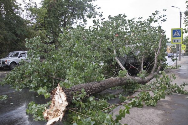 В Воронеже женщину с ребенком придавило упавшим деревом