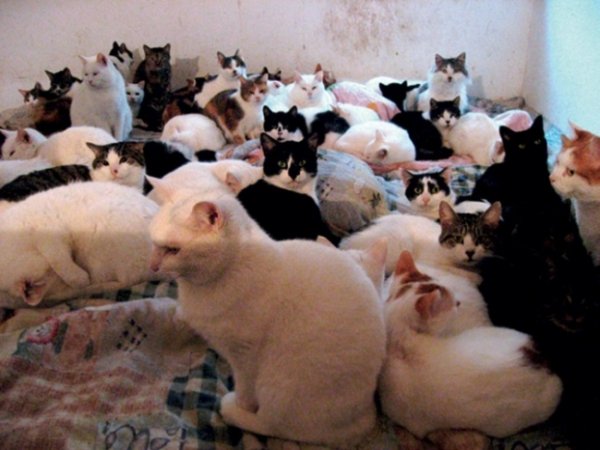 Пенсионерка из Оренбурга заперла в квартире 10 кошек и уехала на дачу