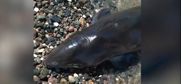 В Сухуми на берег выбросило маленького раненого дельфина