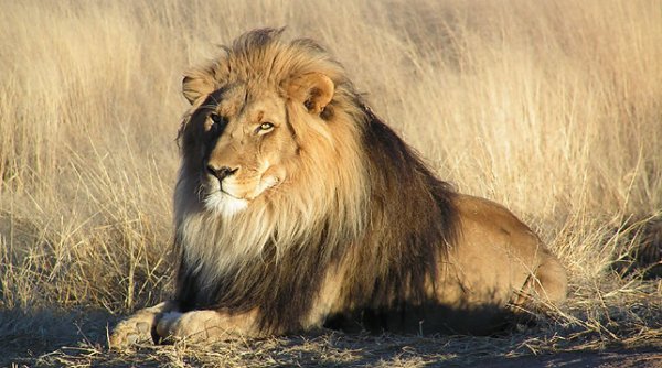 Охотник из США застрелил сына знаменитого льва Сесила
