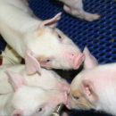 В Омской области ввели режим ЧС из-за африканской чумы свиней