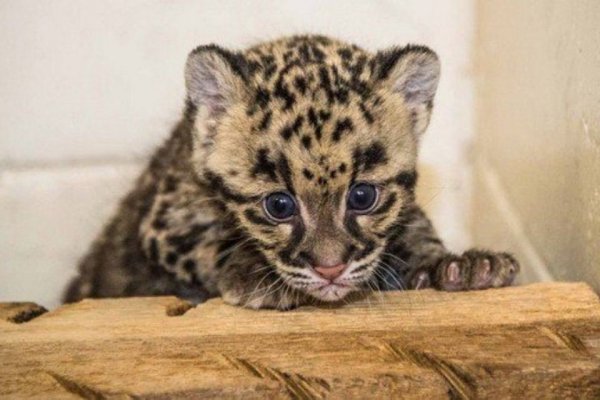 В зоопарке Саратова на пятилетнюю девочку напал леопард