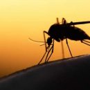 Жительнице Германии ампутировали обе ноги из-за укуса комара