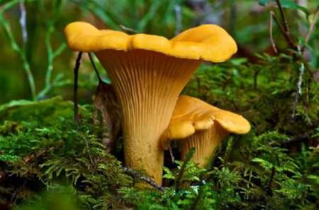 Лесные грибы: как правильно собирать, транспортировать и хранить