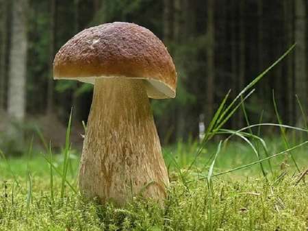Лесные грибы: как правильно собирать, транспортировать и хранить