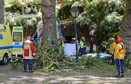 В Португалии на острове Мадейра 200-летний дуб убил 13 человек. ФОТО, ВИДЕО