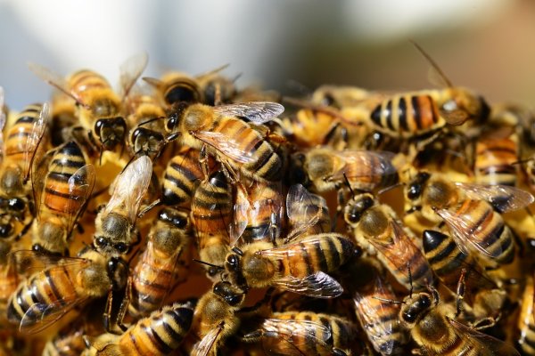 На воспитанников детского сада на юге Москвы напал рой пчел