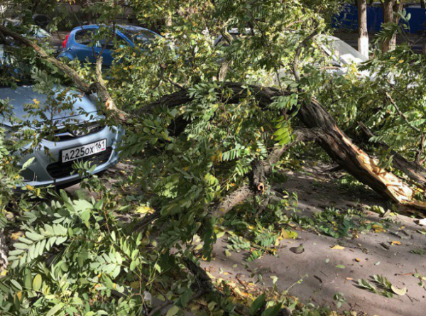 В Ростове из-за сильного ветра дерево упало на припаркованный автомобиль