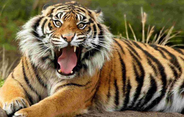 В Калининградском зоопарке тигр напал на сотрудницу, нарушившую технику безопасности