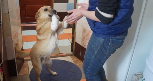 В Омске двухлапому псу установят протезы