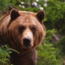Медведь похитил у охотника два ружья в Иркутской области