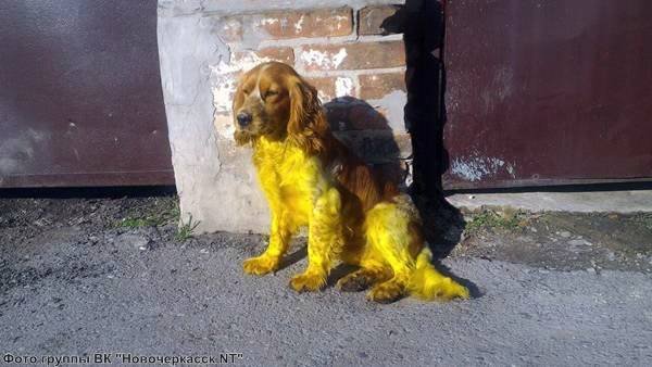 Хулиганы из Ростовской области покрасили собаку в жёлтый цвет