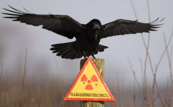 Из-за радиации в Кемеровской области закрыли несколько классов в школе