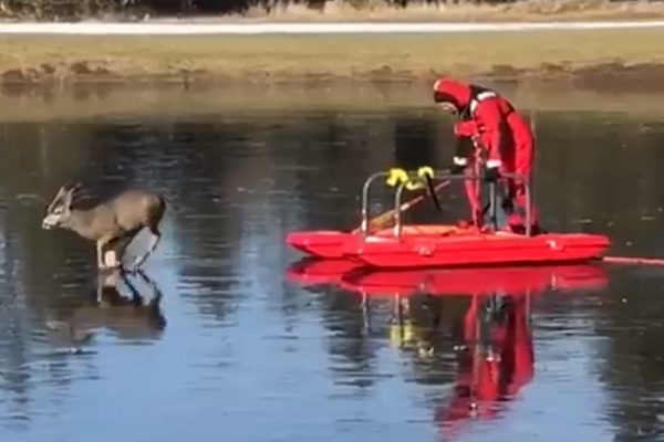 В США спасатель помог оленю выбраться из замерзшего озера