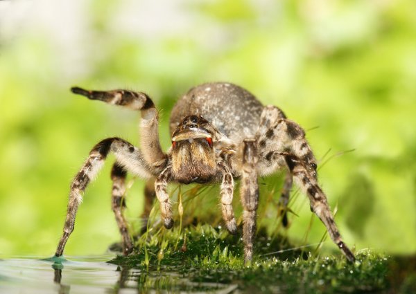 В Ростовской области замечены тарантулы