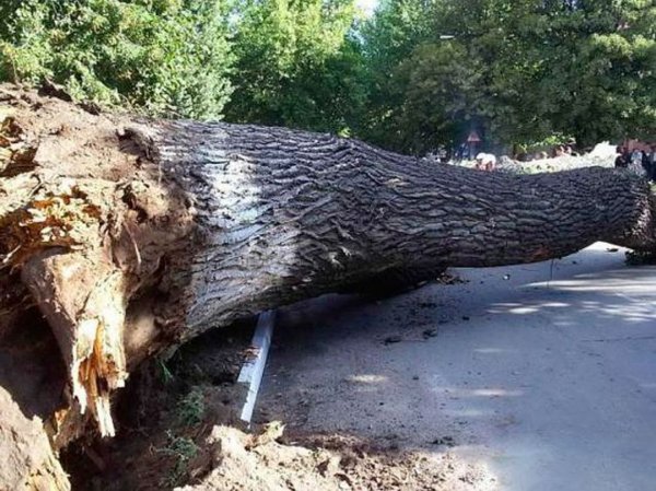 В Ростове два дерева рухнули во дворе жилого дома