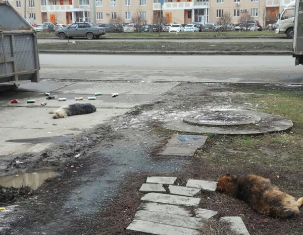 Трупы бездомных собак заполонили улицы Ростова