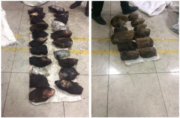 При обыске машины в Забайкалье у мужчины было найдено 500 медвежьих лап