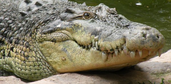 В Мексике крокодил утащил ребёнка под воду