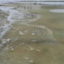 В Татарстане целую деревню затопили бобры