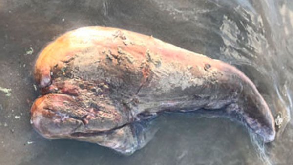 На берегу моря в Австралии нашли морское чудовище без глаз