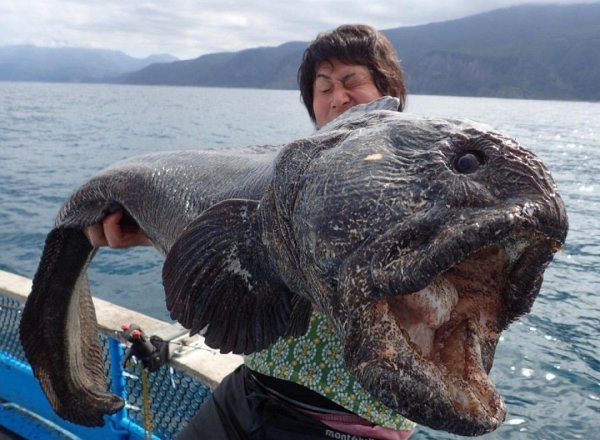На берегу моря в Австралии нашли морское чудовище без глаз