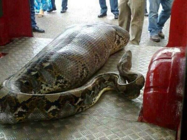 Змея проглотила многомиллионную выручку нигерийских чиновников