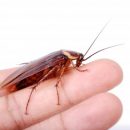 В Екатеринбурге из головы девочки достали живого таракана