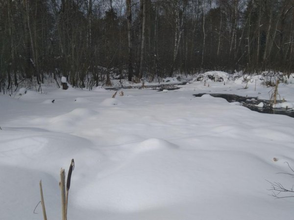 В Калужской области лес затопило фекалиями из воинской части