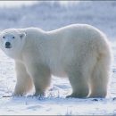 На Ямале наглый белый медведь разозлил вахтовиков