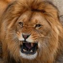 В Испанском цирке тигров и львов морили голодом