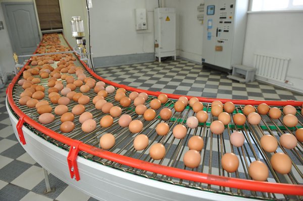 В США из-за сальмонеллы отозвали более 200 млн яиц