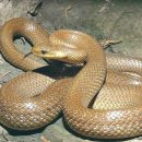 Охотник из Кировской области поймал огромную ядовитую змею