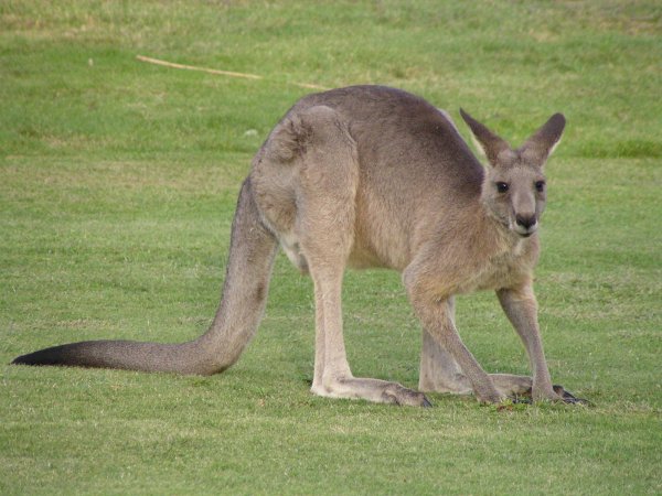 В Австралии подростки спасли кенгуру из засыхающей грязи