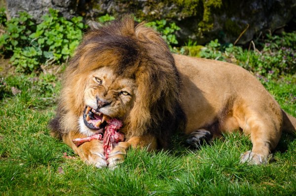 Очевидцы сняли на видео нападение льва на владельца сафари-парка в ЮАР