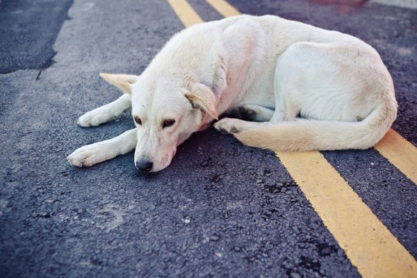 На дороге под Смоленском 5 дней мучается умирающая собака